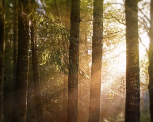 il_340x270.309056840